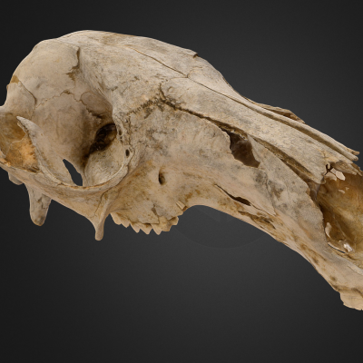 3D modelled Kangaroo Cranium, by the UQ Earth Science team.